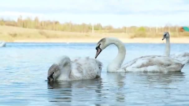 Лебеди, купающиеся в озере. — стоковое видео