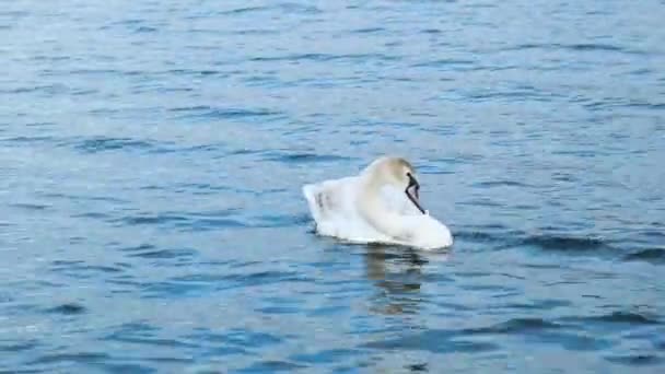 Swan berenang di danau. — Stok Video