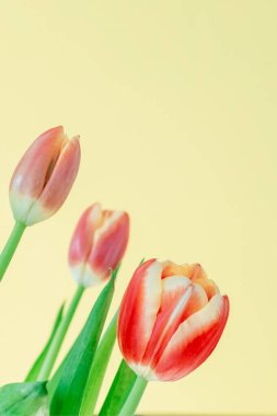 Sarı arka planda güzel kırmızı laleler. Taze bahar çiçekleri. Uzayı metin için kopyala. Çiçekli yaz konsepti.