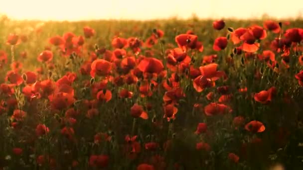 Red poppy flowers blooming. — Stock Video