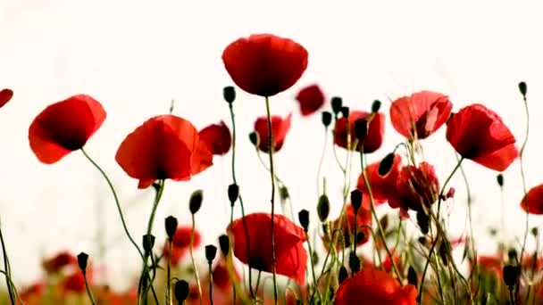 Červené květy máku kvetou. — Stock video