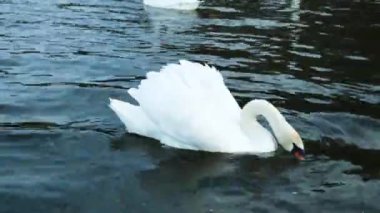 Gölde yüzen kuğu..