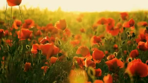 Rode papaver bloemen bloeien. — Stockvideo