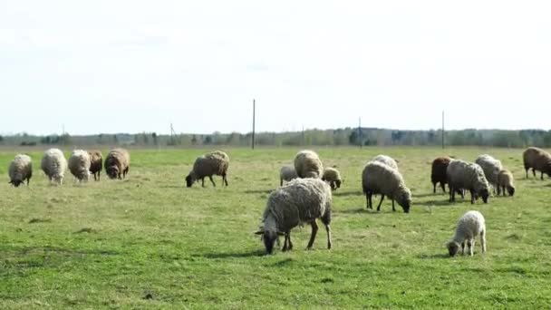 Flock of sheep walking in a field. — Stock Video