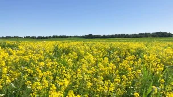 Muchas flores amarillas balanceándose. — Vídeo de stock