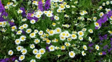 Papatya çiçekleri açıyor..