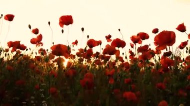 Kırmızı gelincik çiçekleri açıyor..