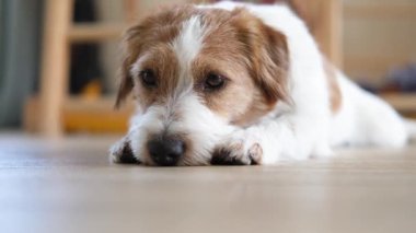 Jack Russell teriyeri yerde yatıyor..