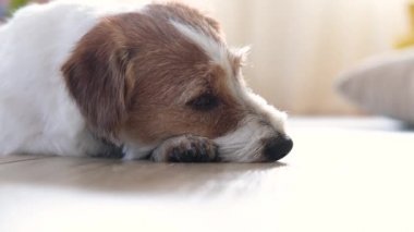 Jack Russell teriyeri yerde yatıyor..