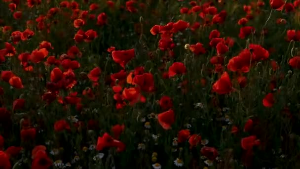 Flores de papoula vermelha florescendo. — Vídeo de Stock