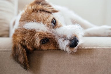 Safkan Jack Russell Teriyeri.