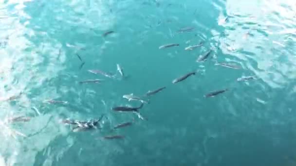 地中海で速く泳ぐ魚. — ストック動画