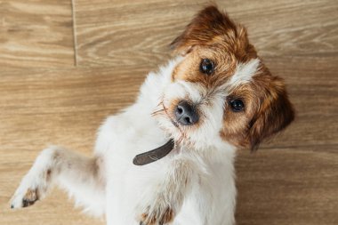 Safkan Jack Russell Teriyeri.