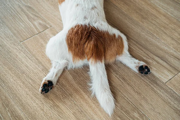 Jack Russell Terrier puro. — Fotografia de Stock