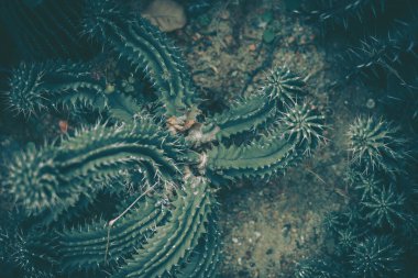 Kaktüs, arkaplan ya da doku dikenlerinin yakınlaştırılması