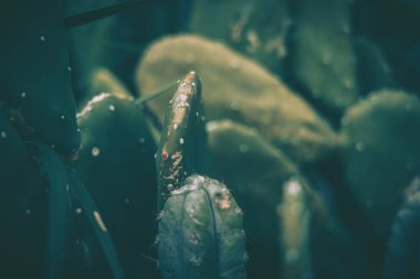 Kaktüs, arkaplan ya da doku dikenlerinin yakınlaştırılması