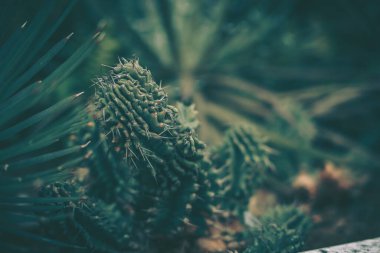 Kaktüs, arkaplan ya da doku dikenlerinin yakınlaştırılması