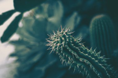 Kaktüs, arkaplan ya da doku dikenlerinin yakınlaştırılması