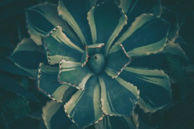 Kaktüs, arkaplan ya da doku dikenlerinin yakınlaştırılması