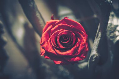 Güzel Yapay Çiçekler Arkaplanı, Vintage tarzı;