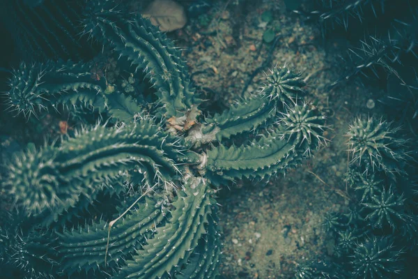 Kaktüs, arkaplan ya da doku dikenlerinin yakınlaştırılması