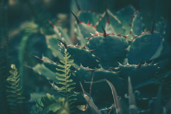 Zbliżenie Kręgosłupa Kaktusa Tła Lub Tekstury — Zdjęcie stockowe