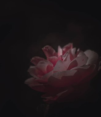 Güzel Tek Gül; Vintage tarzı