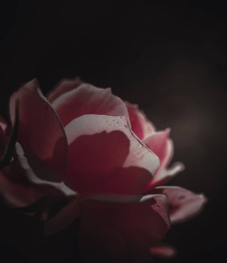 Güzel Tek Gül; Vintage tarzı