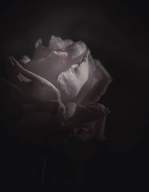 Güzel Tek Gül; Vintage tarzı