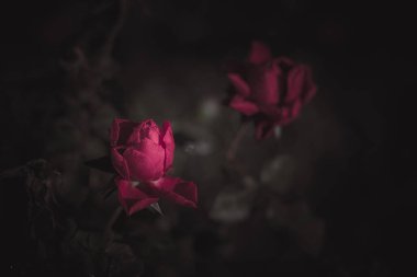 Güzel Tek Gül; Vintage tarzı