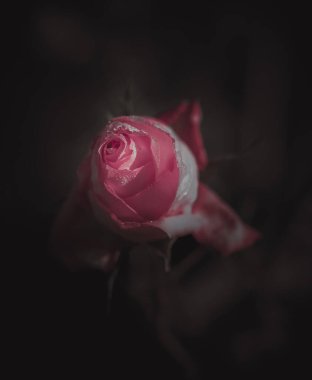 Güzel Tek Gül; Vintage tarzı