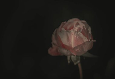 Güzel Tek Gül; Vintage tarzı