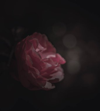 Güzel Tek Gül; Vintage tarzı