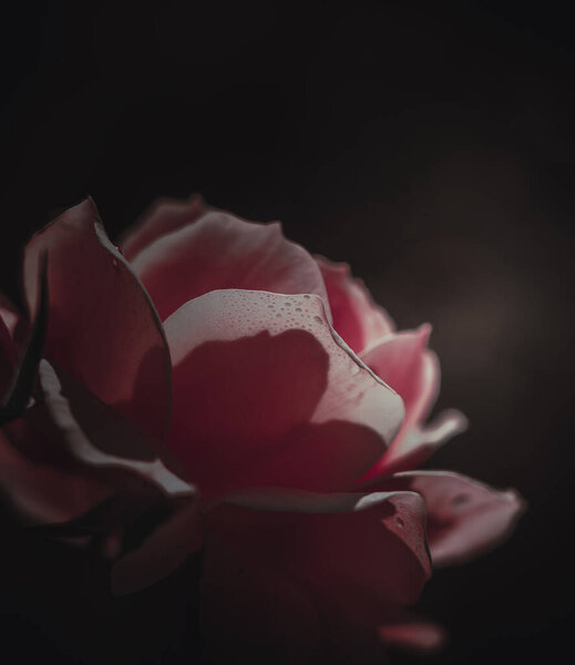 Beautiful Single Rose; Vintage style