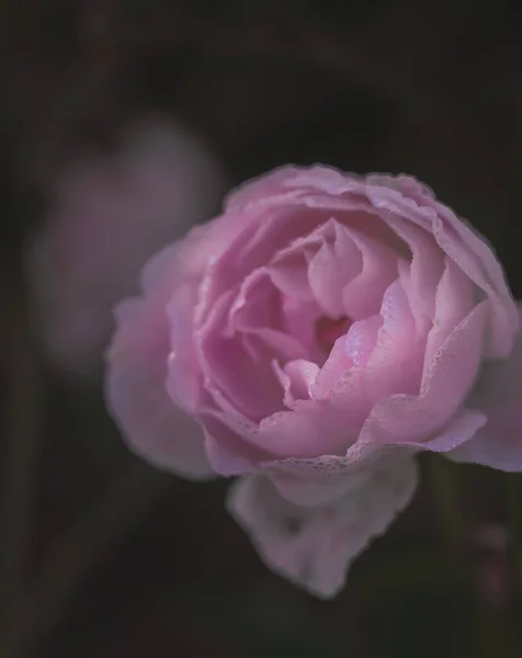 Rosa Única Bonita Estilo Vintage — Fotografia de Stock