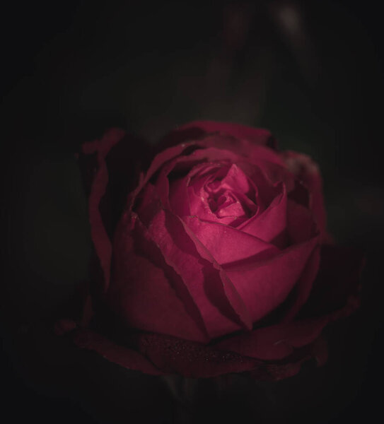 Beautiful Single Rose; Vintage style