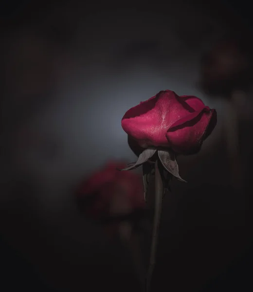 Hermosa Rosa Individual Estilo Vintage — Foto de Stock