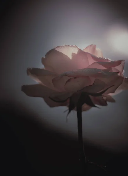 Красива Одинарна Троянда Вінтажний Стиль — стокове фото
