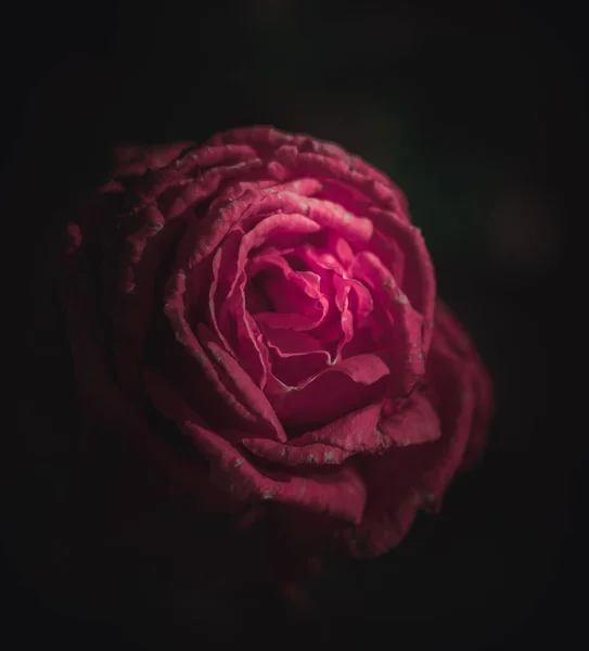 Beautiful Single Rose Винтажный Стиль — стоковое фото