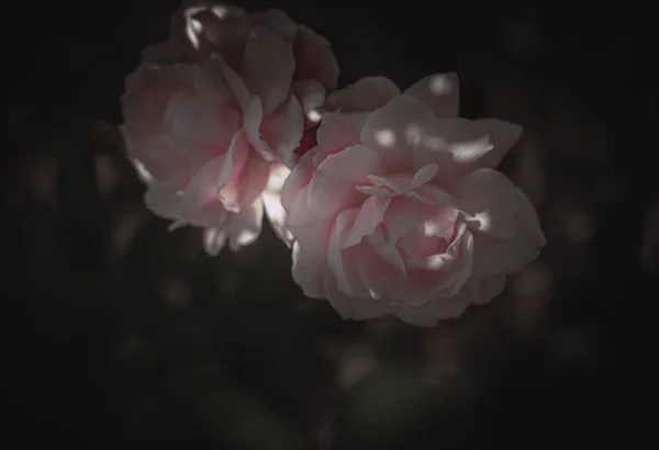 Красива Одинарна Троянда Вінтажний Стиль — стокове фото