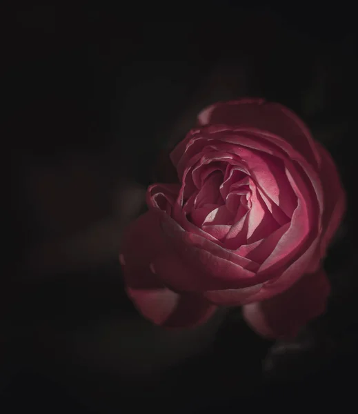 Krásná Single Rose Ročník Styl — Stock fotografie