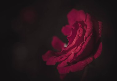 Güzel Tek Gül; Vintage tarzı