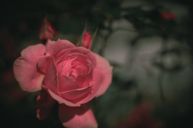 Güzel Tek Gül; Vintage tarzı