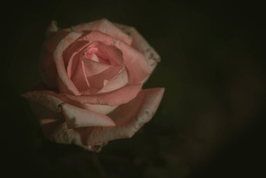 Güzel Tek Gül; Vintage tarzı