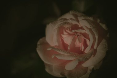 Güzel Tek Gül; Vintage tarzı