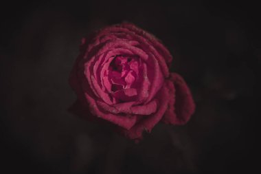 Güzel Tek Gül; Vintage tarzı