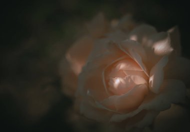 Güzel Tek Gül; Vintage tarzı