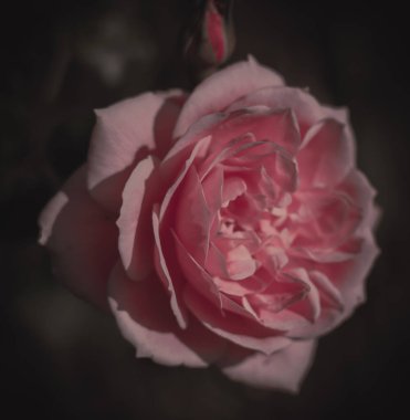 Güzel Tek Gül; Vintage tarzı