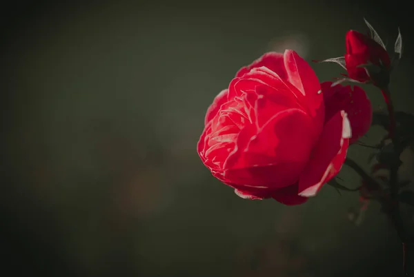 Beautiful Single Rose Винтажный Стиль — стоковое фото
