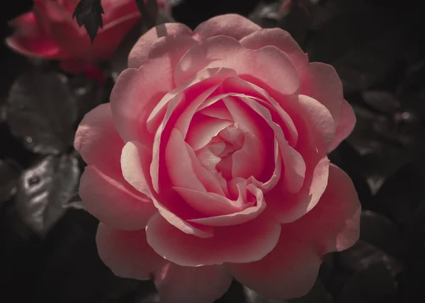 Beautiful Single Rose; Vintage style